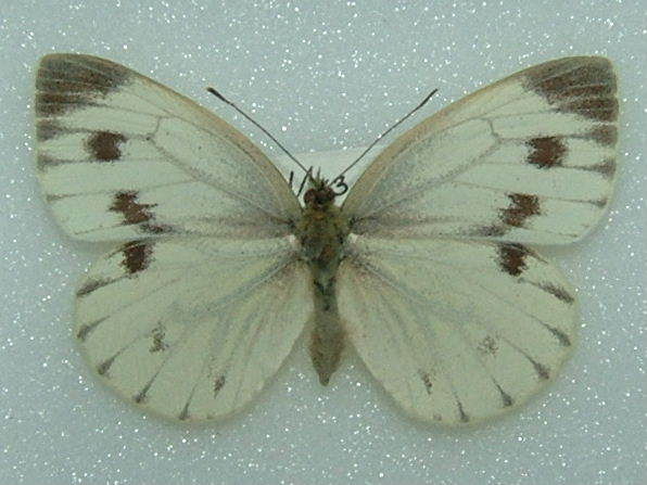Pieris napi (british green-veined white, aberration) (Internet Image property of respective owner, non-commercial use only)